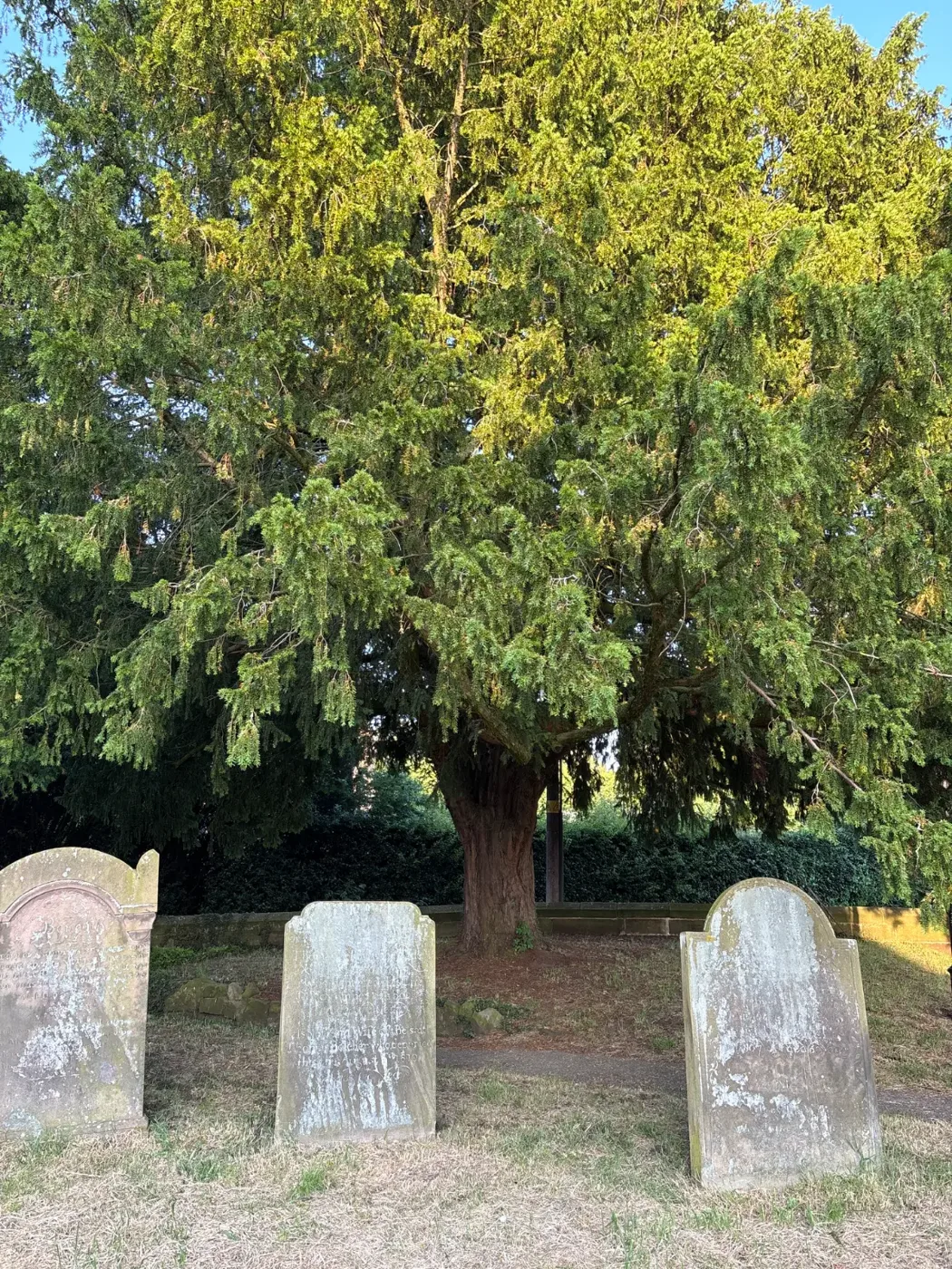 A large, dense yew tree standing behind a row of weathered headstones